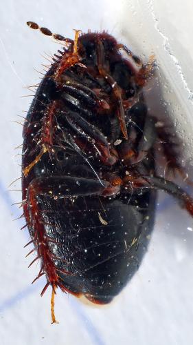 Microporus nigrita